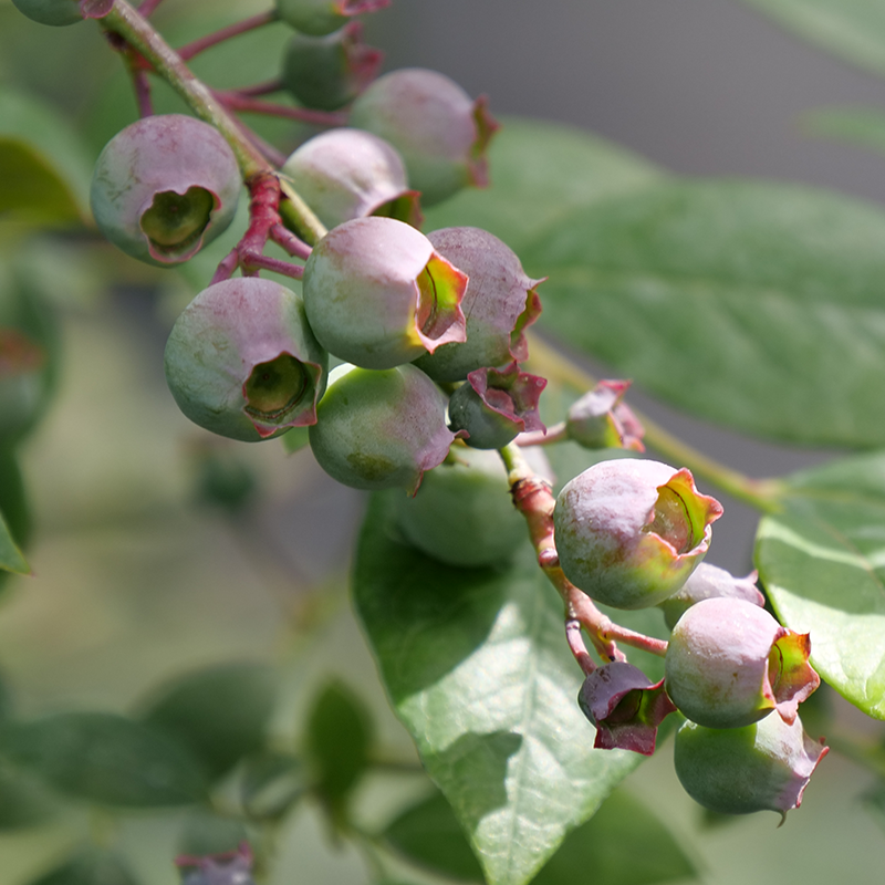 The ‘Legacy’ blueberry has a sweet fruity flavor.