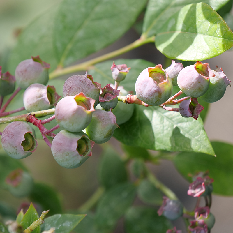 The ‘Legacy’ blueberry  may take time to product fruit  but it’s sweet taste is well worth the wait!