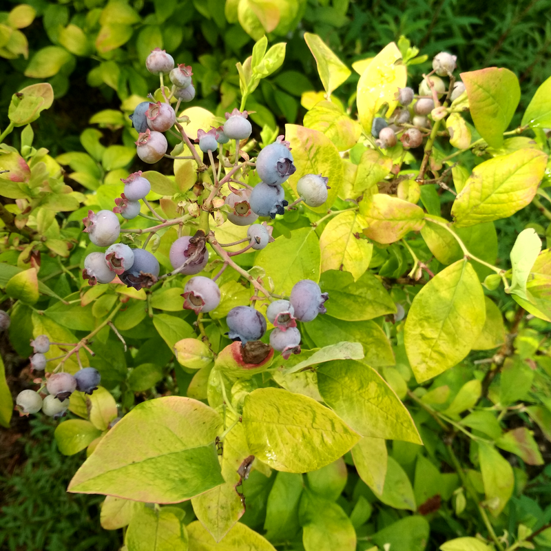 Sky Dew™ Gold Vaccinium produces deliciously blueberries.
