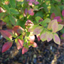 Sky Dew™ Gold Vaccinium takes on orange and red coloration in fall.