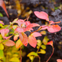 Sky Dew™ Gold Vaccinium has colorful foliage, especially in fall!