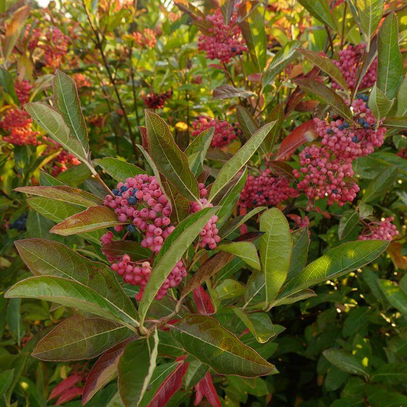 Brandywine Witherod Viburnum with pink and blue berries and glossy foliage. 