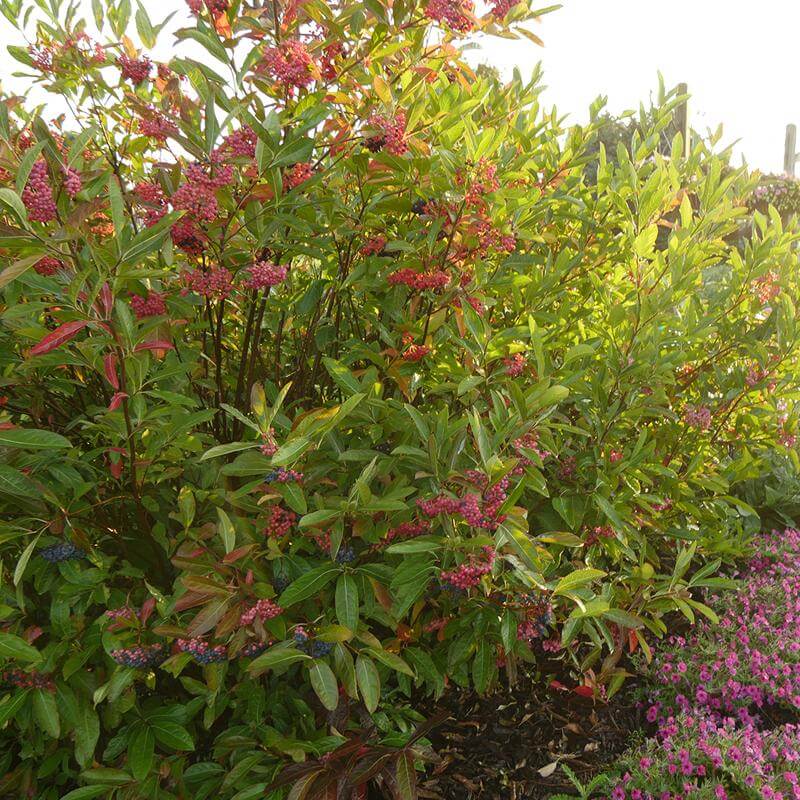 Brandywine Witherod Viburnum with pink and blue berries in a garden. 