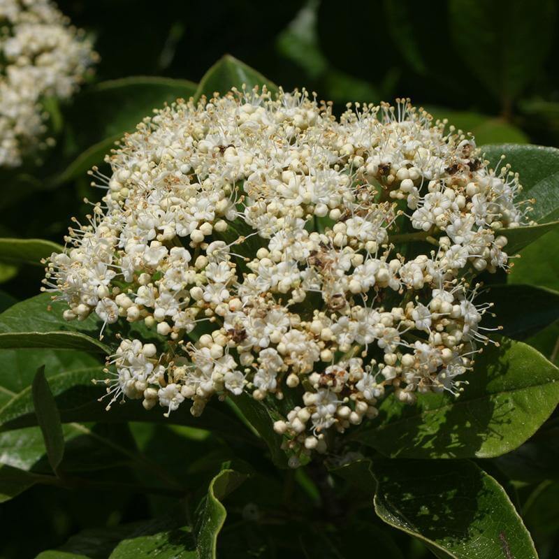 Close-up of a Brandywine Witherod Viburnum foamy white flower cluster. 