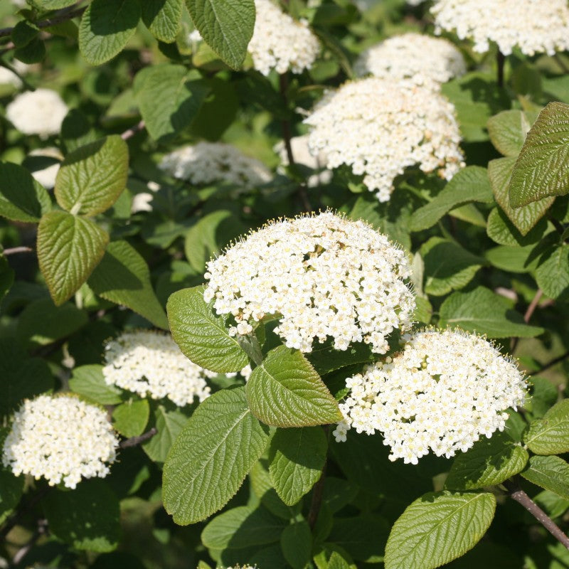 Viburnum Red Balloon has fragrant white flowers in spring