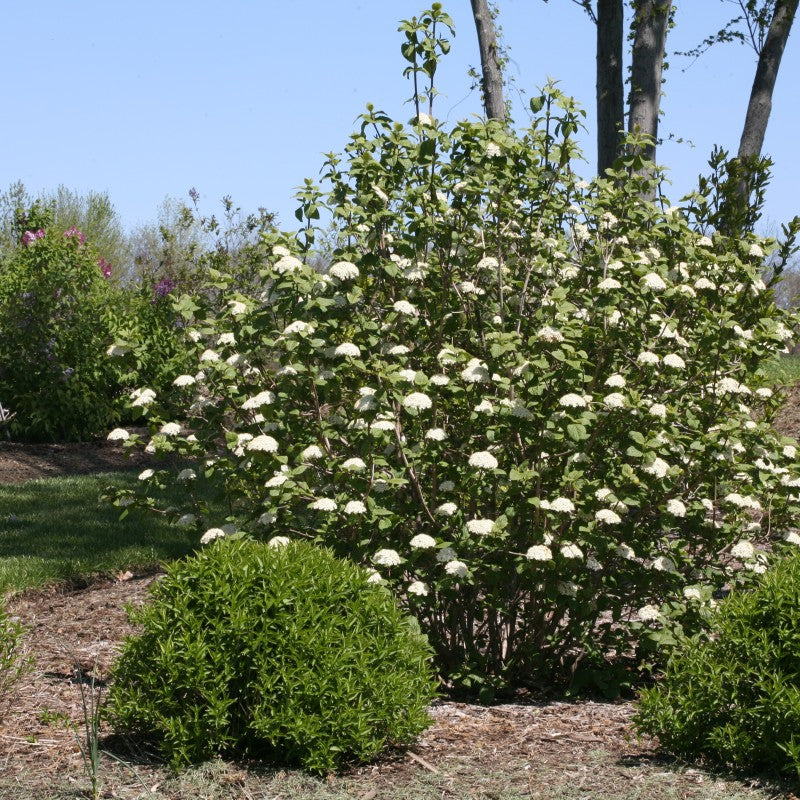Red Balloon Lantanaphyllum Viburnum has a sturdy well branched habit and is low maintenance