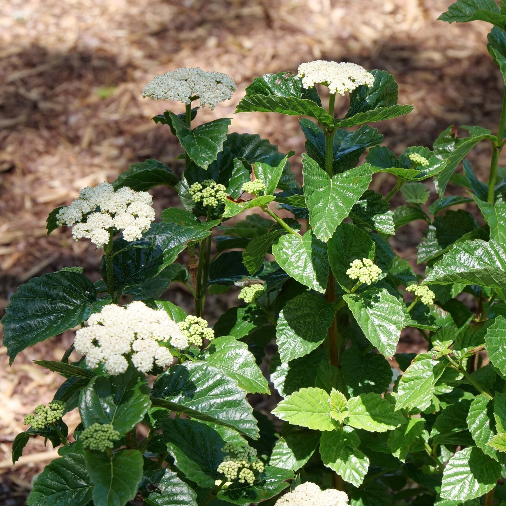 Glitters & Glows Viburnum with clusters of creamy white flowers and glossy foliage. 