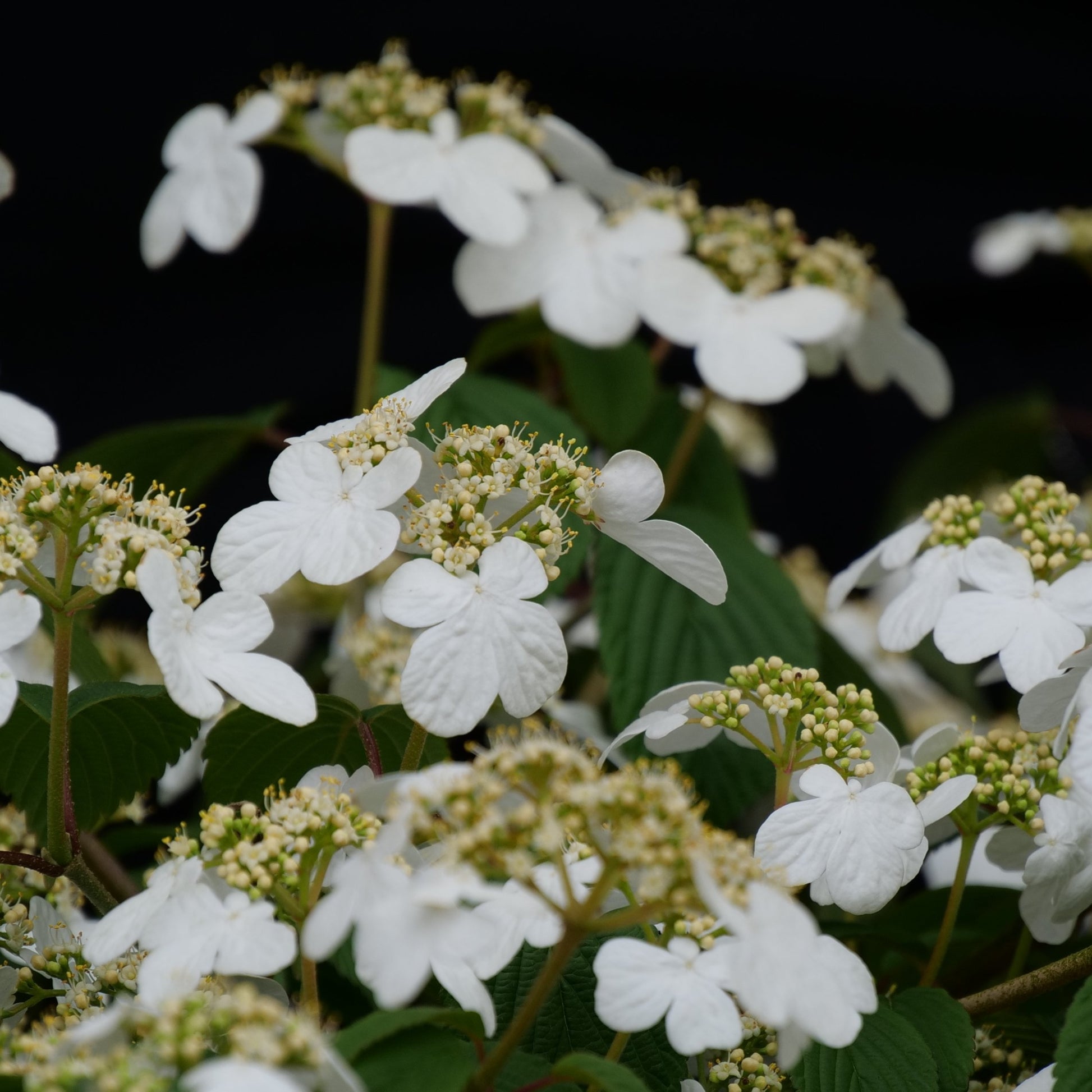 Steady Eddy viburnum boasts hundreds of bright white blooms that cover the plant all summer long.