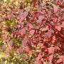 Spice Girl Koreanspice Viburnum puts on a stunning fall display when its green foliage transitions to rich and vibrant red hues in fall. 