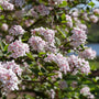 Spice Girl Koreanspice Viburnum blooms heavily in spring and produces hundreds of fragrant white and pink blooms.