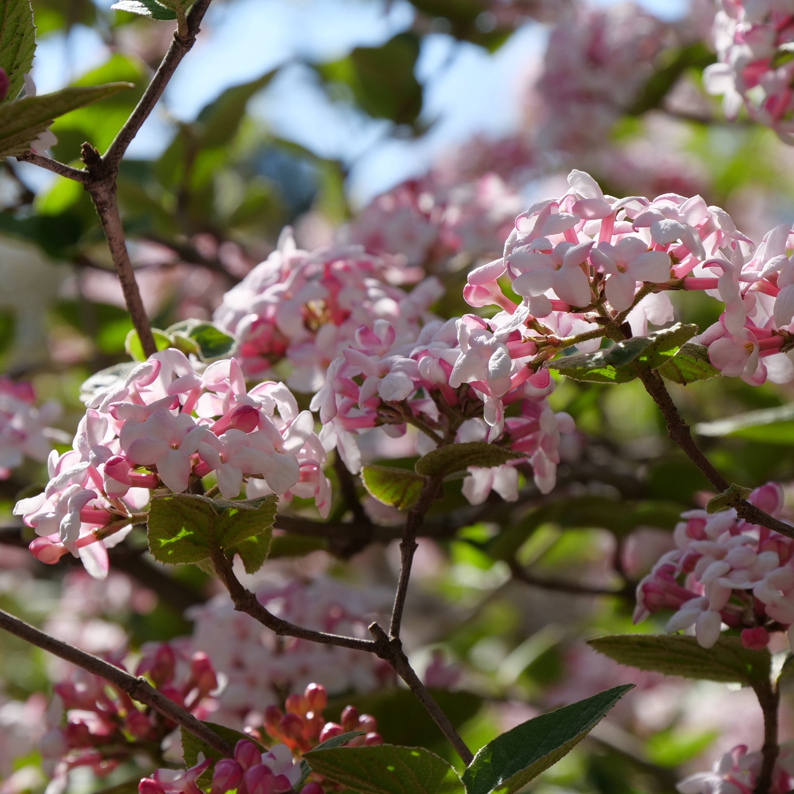 Proven Winners Spice Girl Koreanspice Viburnum - Thumbnail 5
