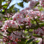 Spice Girl Koreanspice Viburnum blooms heavily in spring and produces hundreds of fragrant white and pink blooms.
