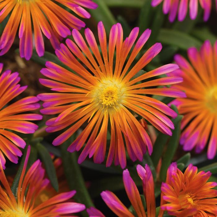 Ocean Sunset™ Orange Glow Ice Plant has large showy blooms that open every morning.