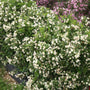 Czechmark Sunny Side Up Weigela with apple-green foliage and large white flowers. 