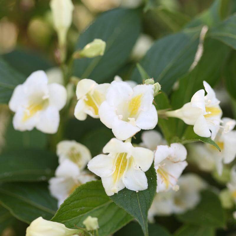 Close-up of large trumpet-shaped white Czechmark Sunny Side Up Weigela flowers. 