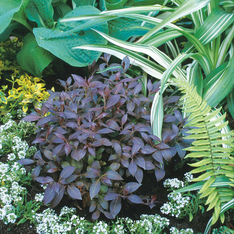 Midnight Wine Shine™ Weigela has dark foliage sun-loving shrub. 