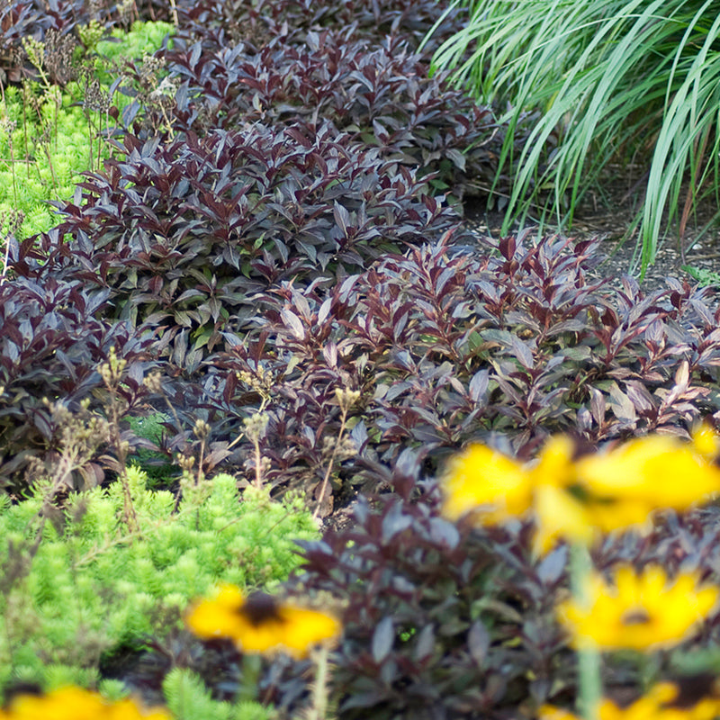 Midnight Wine Shine™ Weigela is a versatile low growing ground cover.