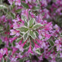 Close up of My Monet Purple Effect Weigela has stunning variegated foliage with purple blooms.