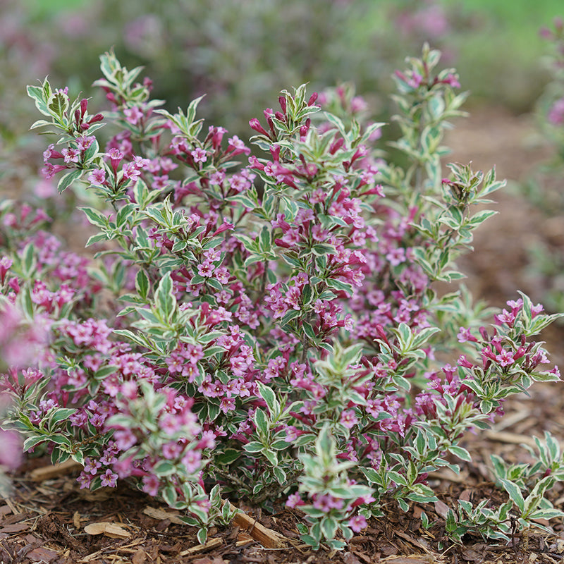 My Monet Purple Effect Weigela versatile dwarf habit is perfect for any landscape.