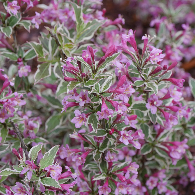 My Monet Purple Effect Weigela has stunning variegated foliage with purple blooms.