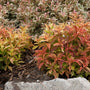 Le feuillage d'automne de mon weigela 'Monet 'Sunset' se pare de nombreuses nuances d'orange, de rouge et de jaune.