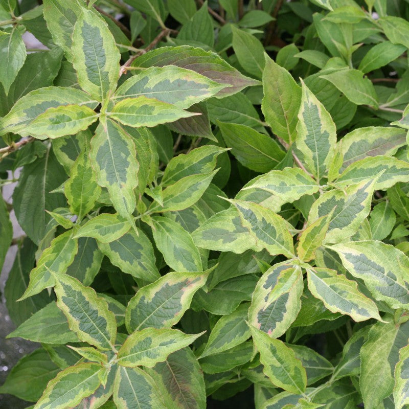 Mon weigela 'Sunset' de Monet présente un feuillage panaché chartreuse au printemps et en été.