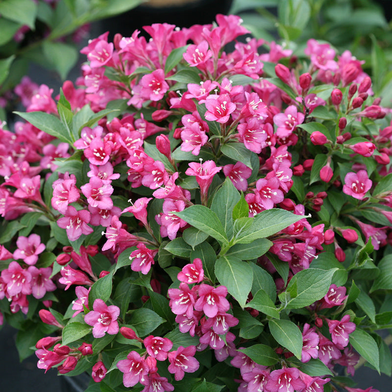 Extrait de Weigela rose foncé, une variété naine arrondie, polyvalente et de taille et forme pratiques.