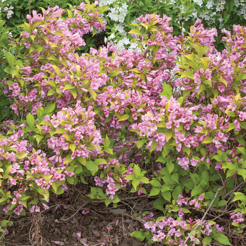 Weigela citron vert Snippet, de taille et de forme polyvalentes et remontantes