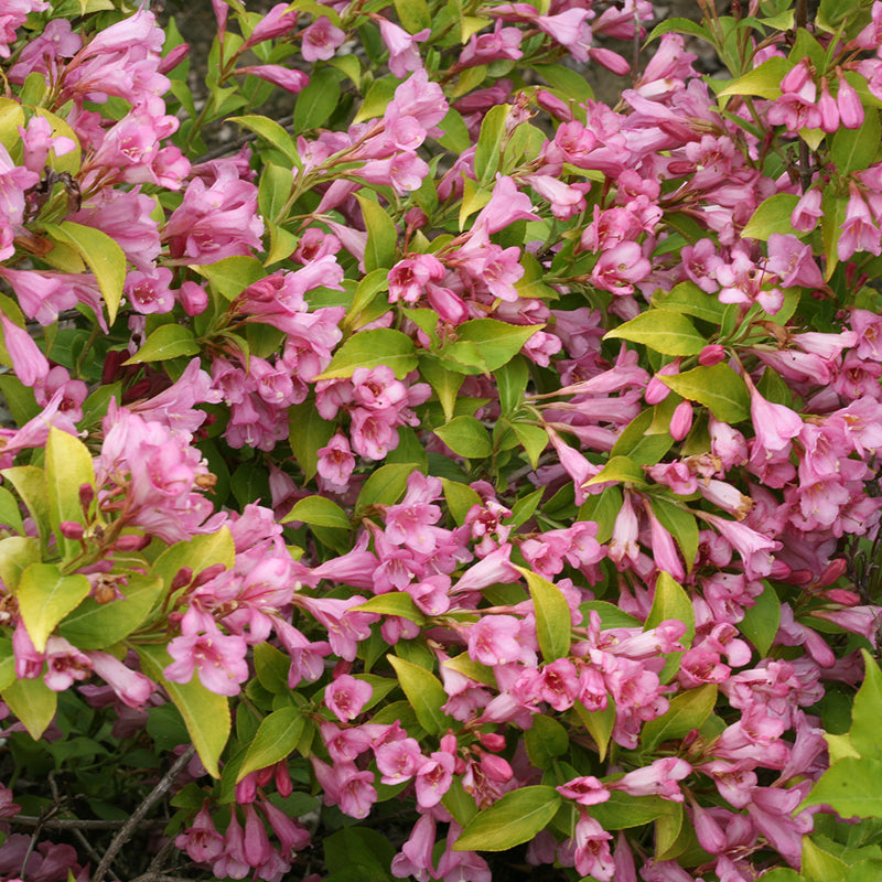 Le weigela Snippet Lime se distingue par son feuillage vert citron éclatant et ses dizaines de fleurs roses en forme de trompette.