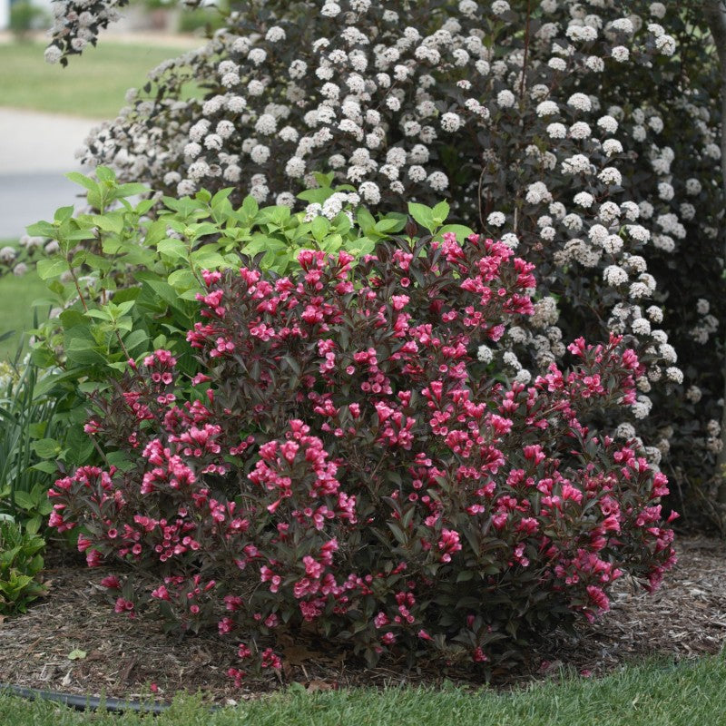 Wine and Roses Weigela has dark purplish burgundy leaves in late spring and pink in summer