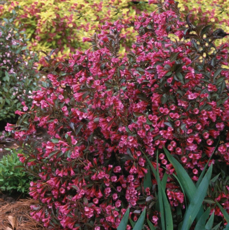 Wine and Roses Weigela is drought resistant