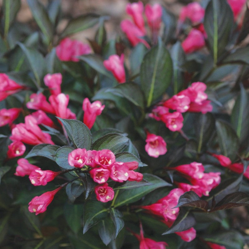 Wine and Roses Weigela tolerates a wide range of soils