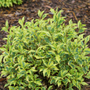 Bubbly Wine Weigela has variegated foliage and provides interest from spring through fall.