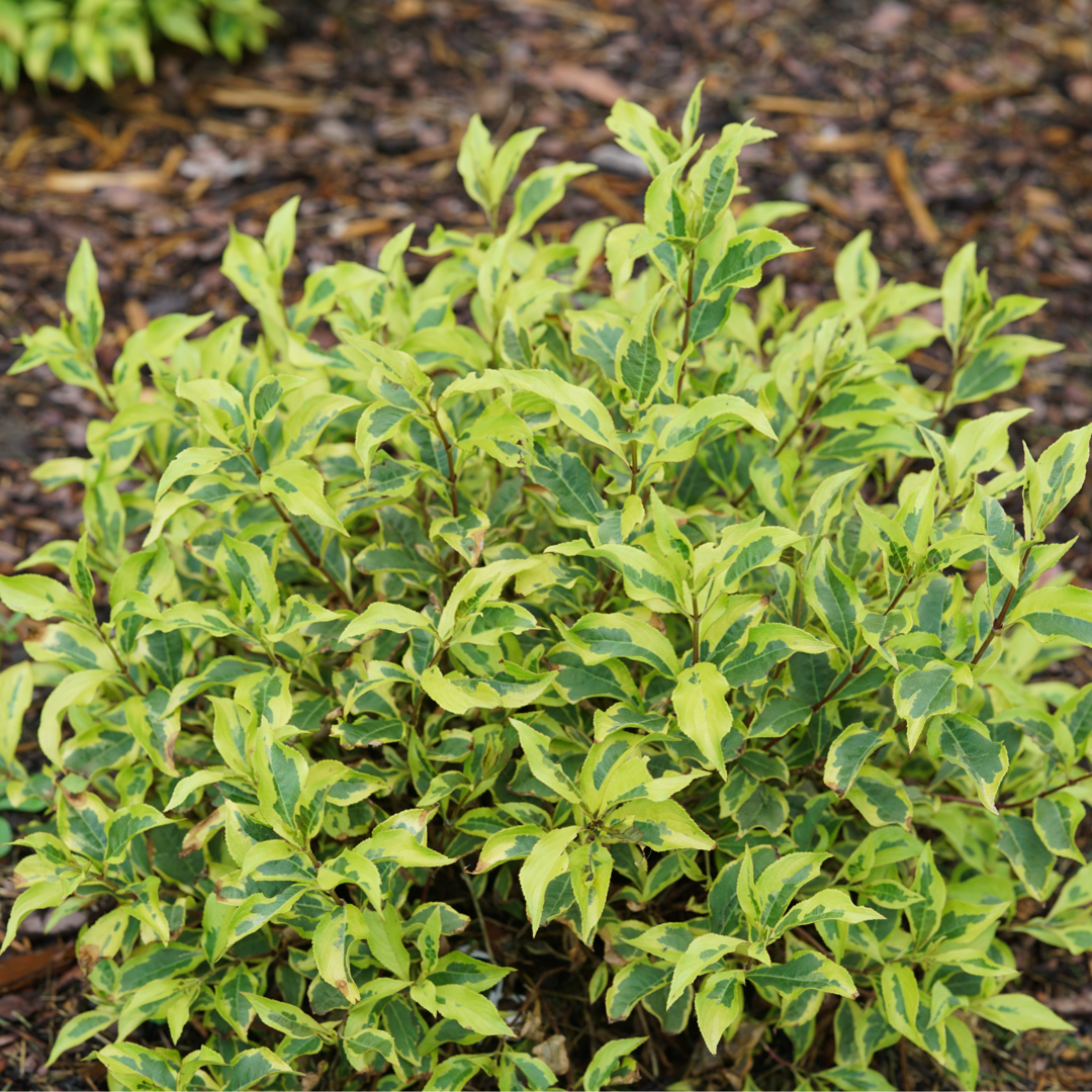 Bubbly Wine Weigela has variegated foliage and provides interest from spring through fall.