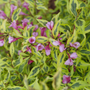 Bubbly Wine Weigela is compacted with colorful flowers and foliage. 