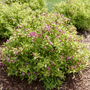 Bubbly Wine Weigela is deer resistant.