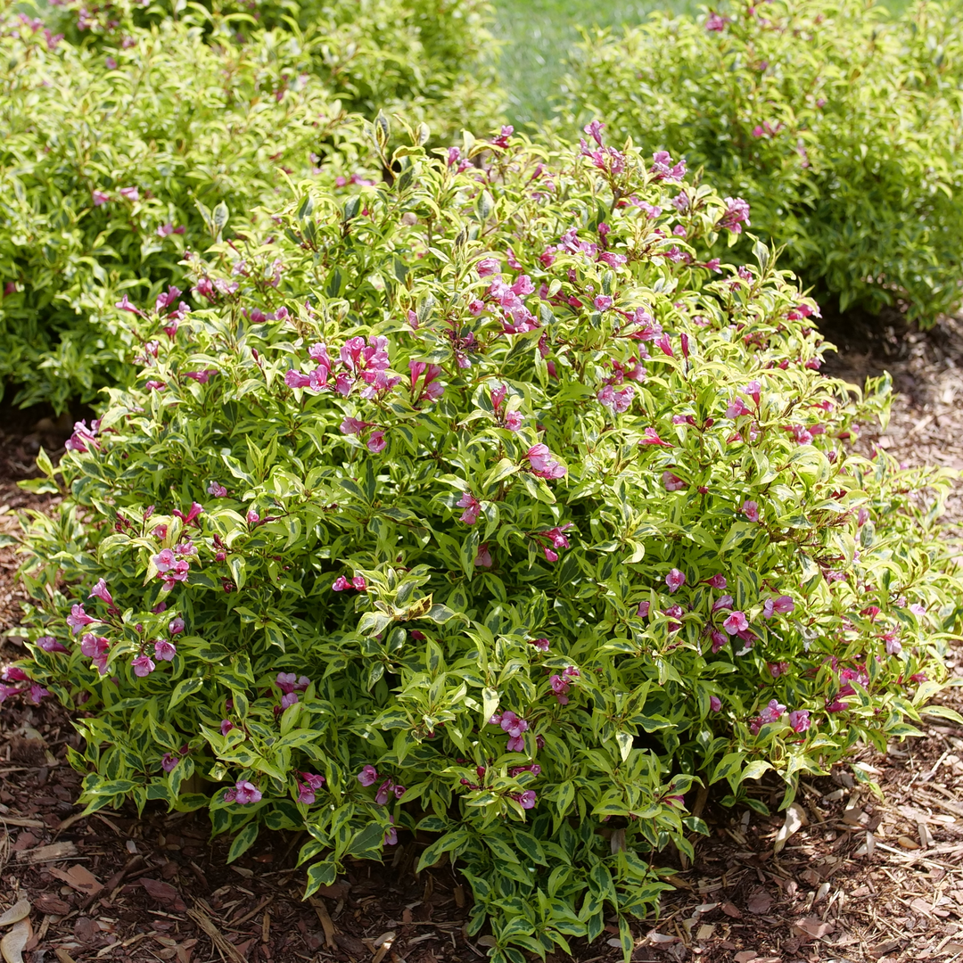 Bubbly Wine Weigela is deer resistant.