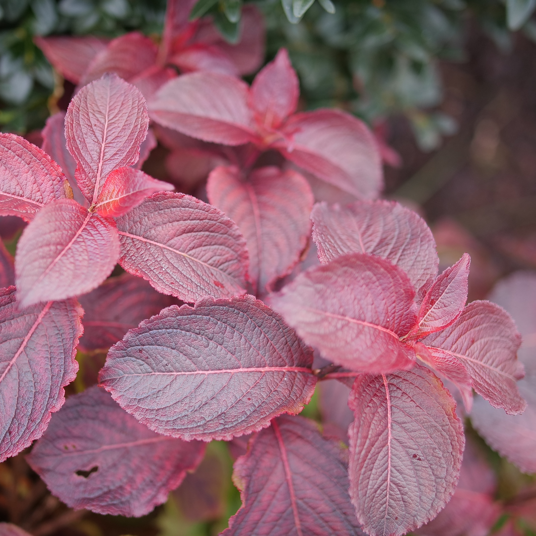 En automne, le feuillage du weigela Midnight Sun se pare d'un rouge éclatant.