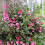Sonic Bloom Wine Weigela has deep green foliage with bubblegum-pink flowers blooming from spring to summer.