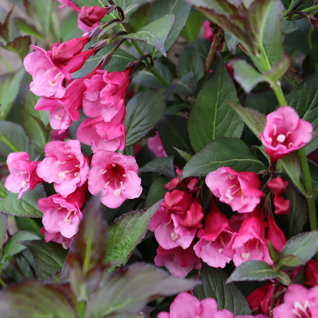 Close up of Sonic Bloom Wine Weigela bubble gum-pink tubular flowers.
