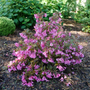 Sonic Bloom Wine Weigela bubble gum-pink flowers brighten up any garden.