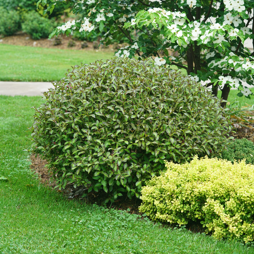 Vinho Verde weigela poussant devant un cornouiller Kousa en fleurs.