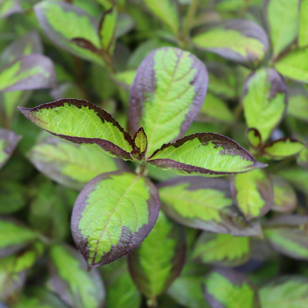 Le Vinho Verde weigela a un feuillage vert citron bordé de violet foncé pour un effet saisissant.