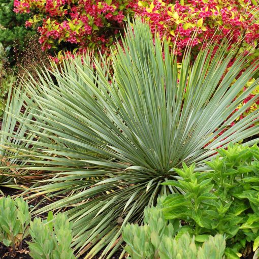 Sapphire Skies Yucca is easy to grow.