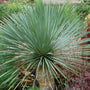 Sapphire Skies Yucca is deer resistant and drought tolerant.
