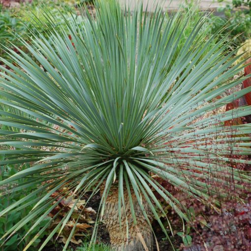 Sapphire Skies Yucca is deer resistant and drought tolerant.