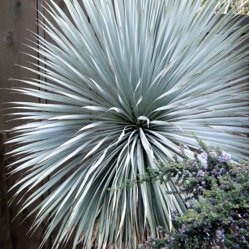 Sapphire Skies Yucca has year-around textural interest!