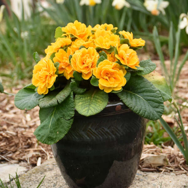 La primevère 'Bouquet Perfect Mandarin' est idéale pour la culture en pot.