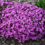 A mound of bright purple-magenta Phlox Magenta Sprite flowers. 