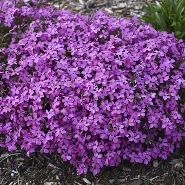 A mound of bright purple-magenta Phlox Magenta Sprite flowers. 